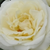 White - Bed and borders rose - floribunda - Lenka™